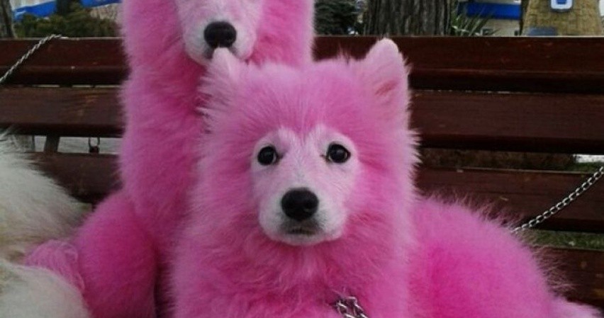 Мужчина покрасил собак в розовый цвет ради бизнеса