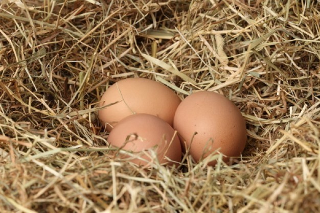 Ядовитые яйца из Европы: киевлянам сделали важное сообщение