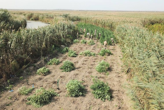 В Одесской области обнаружена плантация конопли (фото, видео)