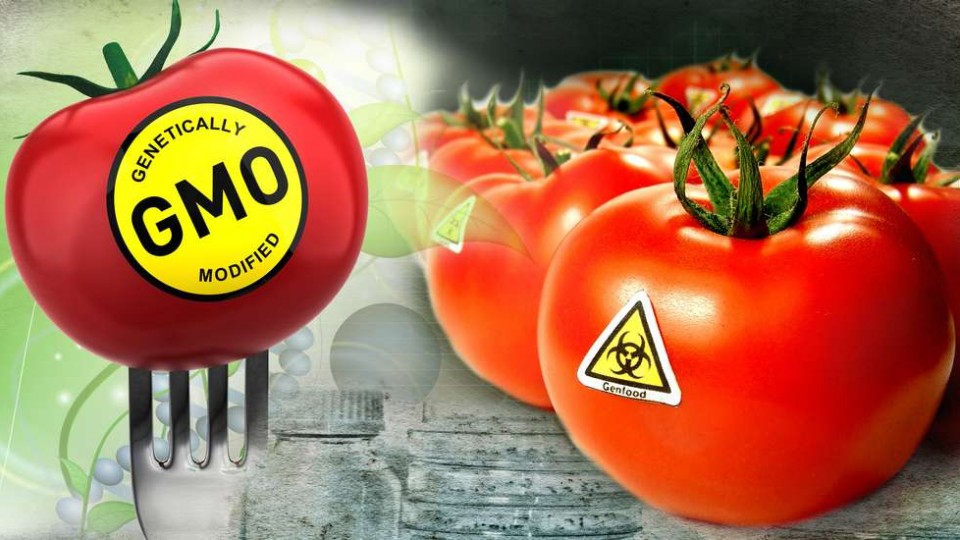Депутаты предлагают ужесточить контроль оборота ГМО-продукции