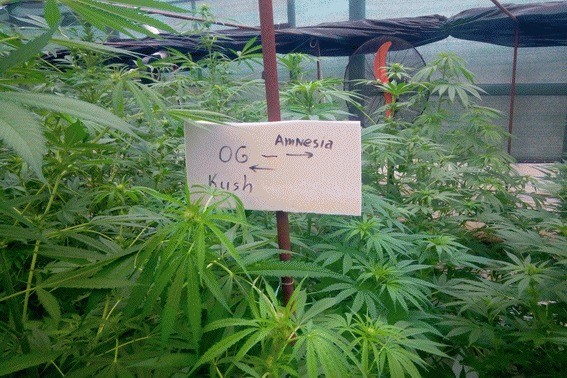 «Оранжерея» из конопли: вместо роз полиция обнаружила наркотики на 15 млн грн (фото)