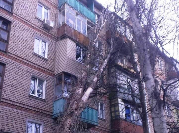 В Запорожье огромный тополь упал на жилой дом (фото)