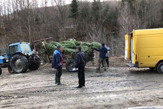 В Ивано-Франковской области прикрыли «схему» вырубки елок