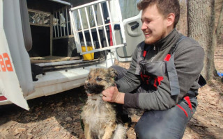 Неделю плавала на льдине: в Харьковской области спасли собаку, фото
