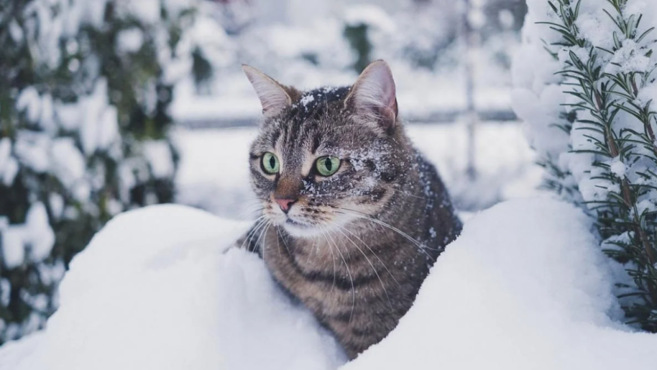 Зима вступає у свої права: коли українцям чекати снігу, прогноз