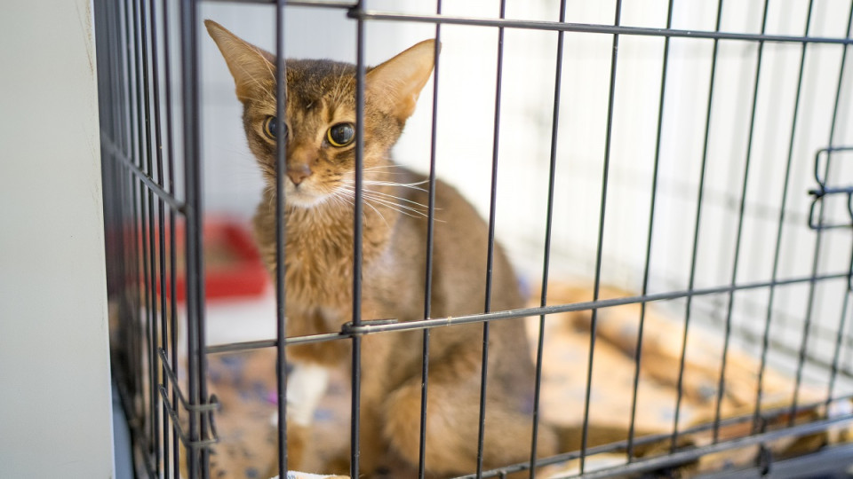 В Нью-Йорке запретили продавать собак, кошек и кроликов в зоомагазинах: закон