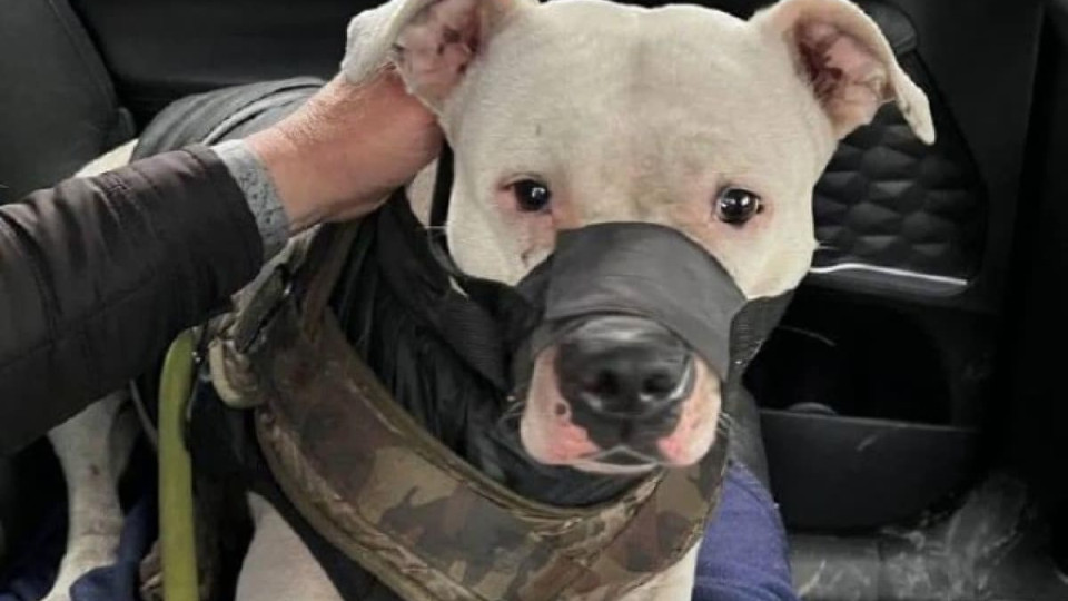 В Украину вернули собаку, которую оккупанты украли у военной из «Азовстали», — Ермак