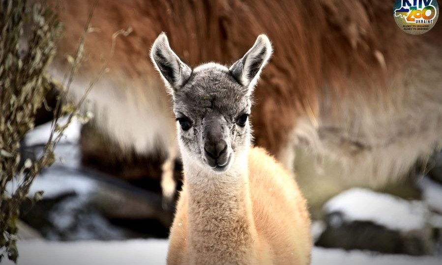 Київський зоопарк показав милу ламу – маляті усього два тижні: фото та відео