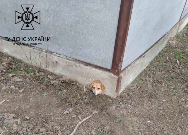 В Одеській області собаку врятували з бетонної пастки, фото