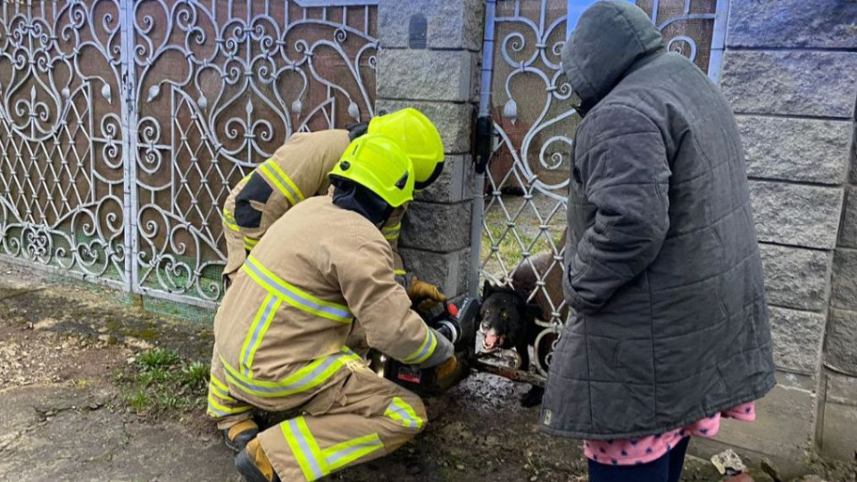 В Ровно спасатели освободили собаку из металлической «ловушки», фото