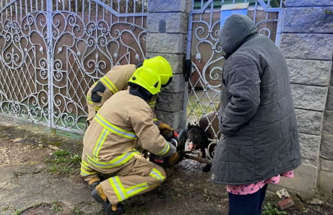 В Ровно спасатели освободили собаку из металлической «ловушки», фото