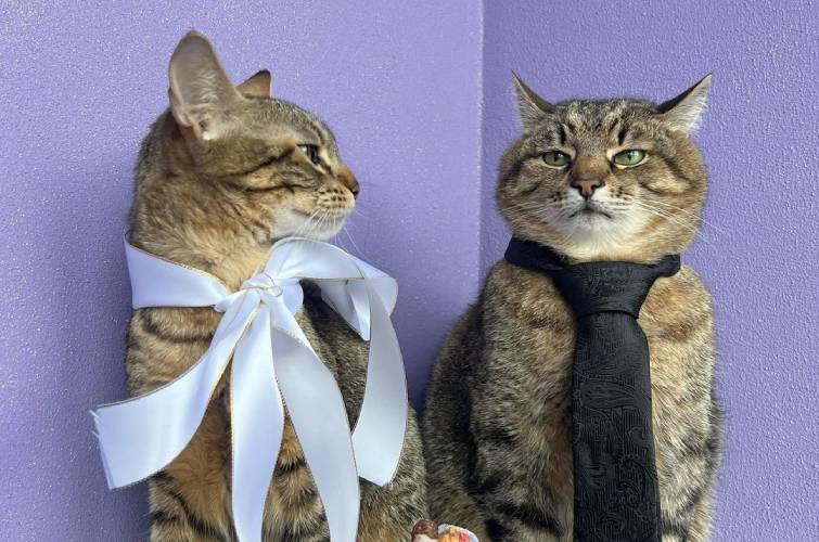 Харьковский кот Степан женился: его избранницей стала кошка Стефания, фото
