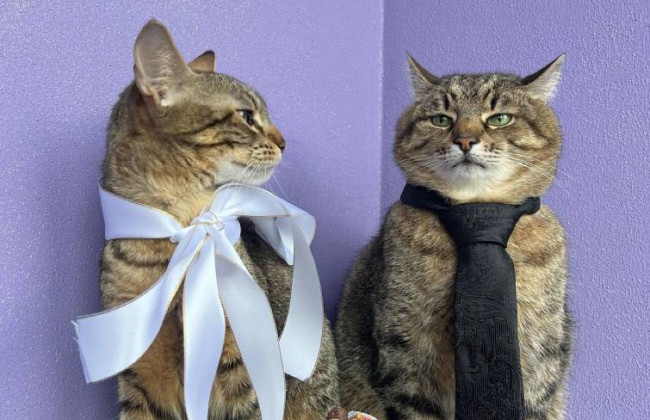 Харьковский кот Степан женился: его избранницей стала кошка Стефания, фото