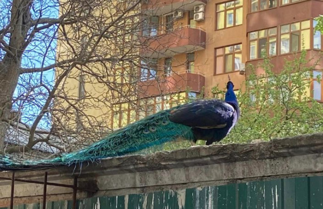 Красивые и громко поют: в Киеве заметили экзотических птиц, фото