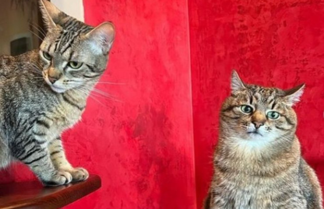 Известный харьковский кот Степан показал свою супружескую жизнь: яркие фото