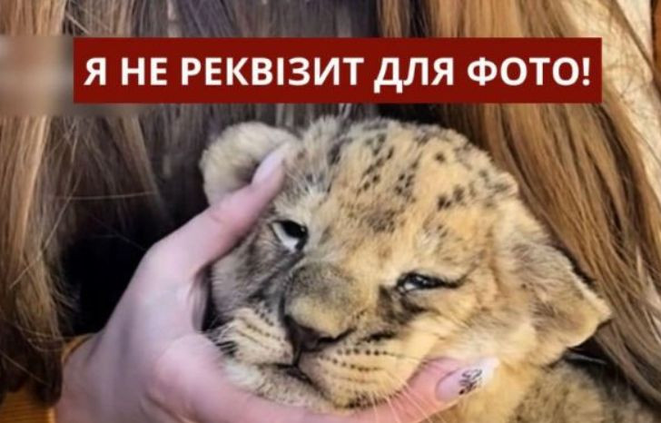 Львят используют как «реквизит» для фото: зоозащитники обратились в полицию из-за действий зоопарка