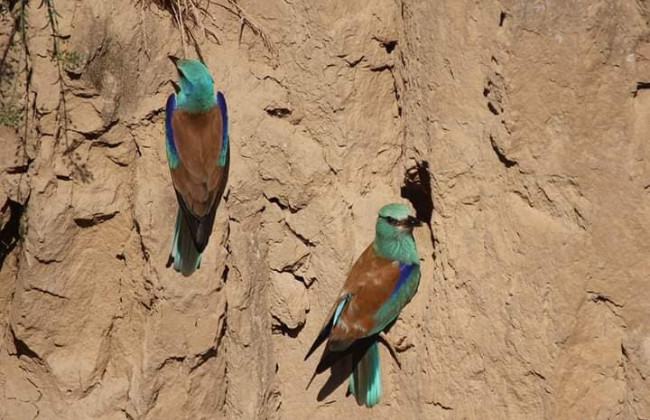 В Одесской области заметили краснокнижных птиц из Африки, фото