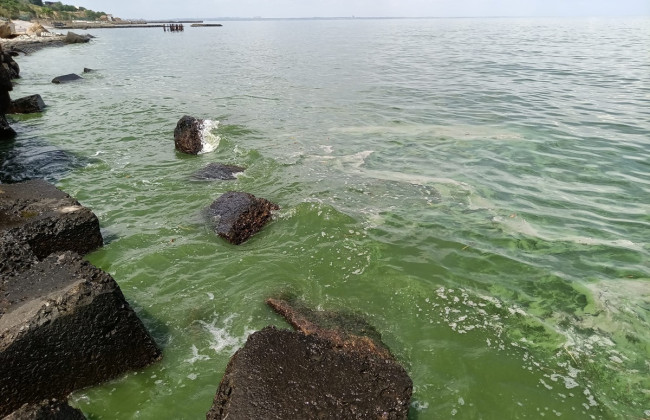 В Одессе «зацвело» море: фото и видео