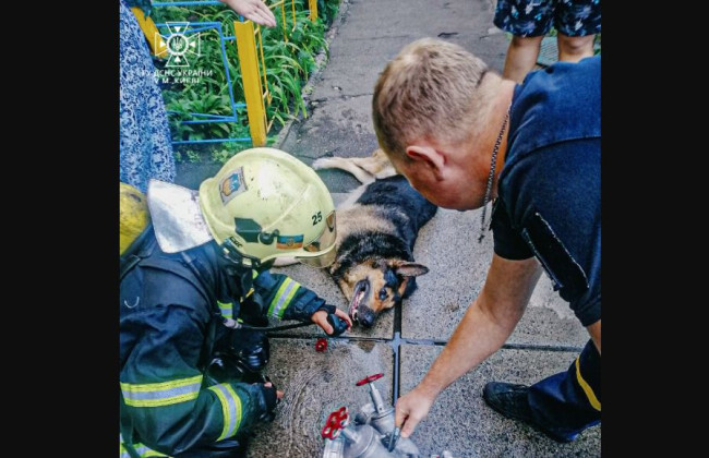 В Киеве пожарные спасли собаку из горящей квартиры, фото