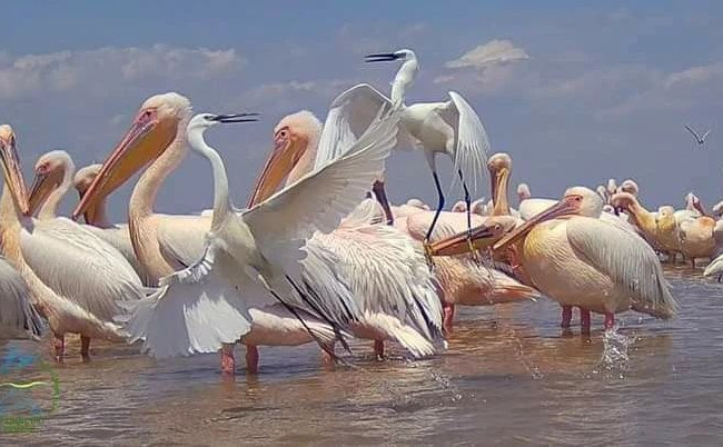 Одесскую область заполонили более тысячи редких розовых фламинго и пеликанов, фото