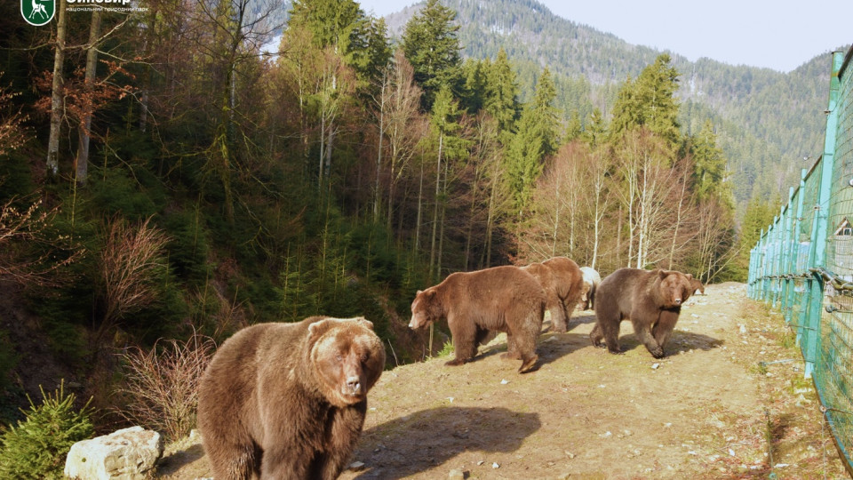 В Карпатах начали просыпаться медведи: фото и видео