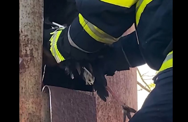 В Хмельницкой области спасатели освободили из ловушки аиста: видео