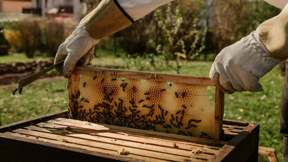 Європарламент ухвалив нові правила щодо походження меду та боротьби з його фальсифікацією