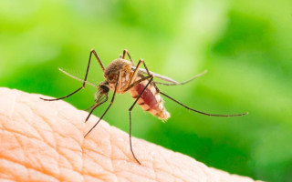 В Европе распространяются болезни, которые передаются через укусы комаров: в Украине уже фиксируют первые случаи
