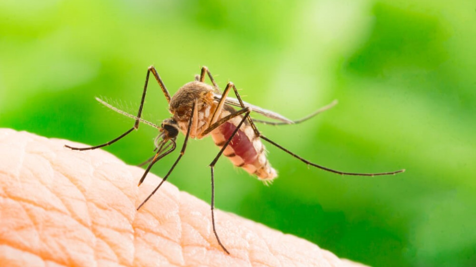В Европе распространяются болезни, которые передаются через укусы комаров: в Украине уже фиксируют первые случаи
