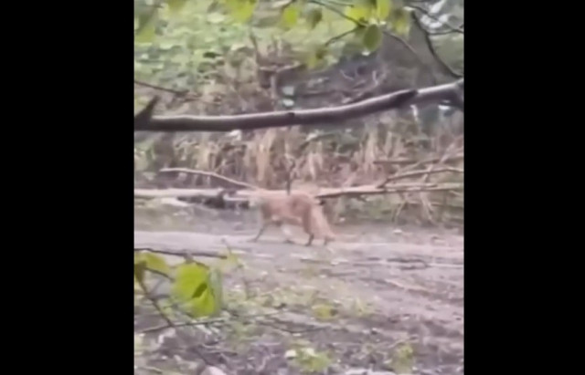 В Карпатах заметили евразийскую рысь, которая прогуливалась возле границы видео