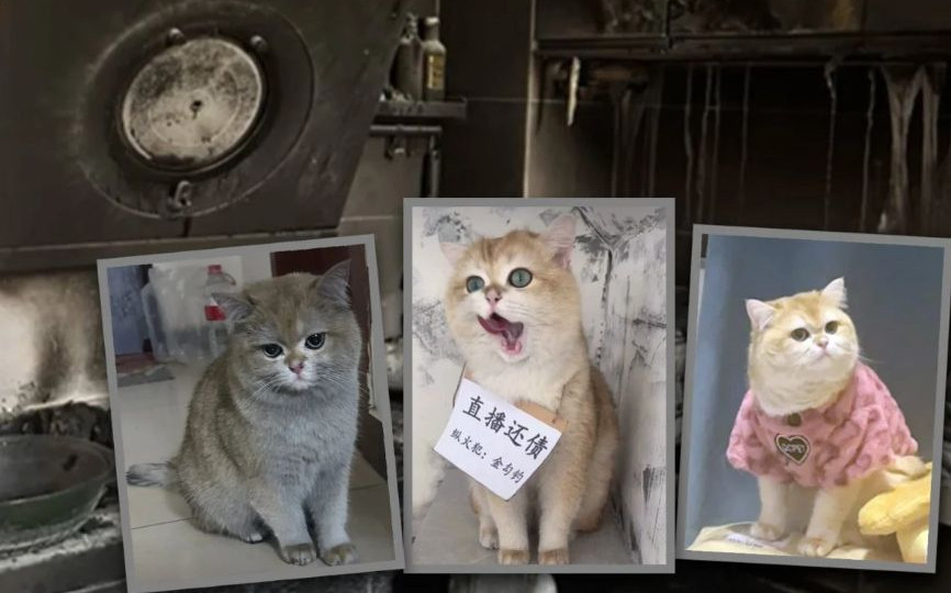 У Китаї кота, який спалив будинок, відправили на «роботу» для відшкодування збитків: фото