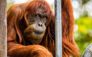 Малайзия рассматривает внедрение «дипломатии орангутанов» со странами-импортерами пальмового масла