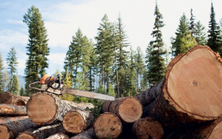 На Хмельниччині комунальне підприємство відшкодує державі 1,2 млн грн через рубку дерев