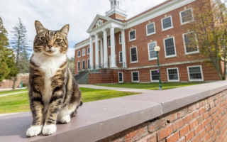 В університеті США кіт отримав ступінь доктора наук