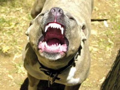 Владельцы собак будут нести уголовную ответственность - решение комитета ВР