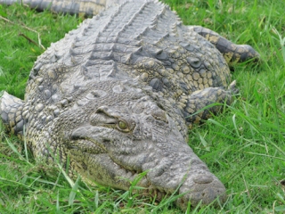 В Польше разыскивают убийцу крокодила