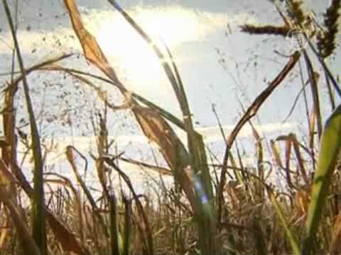 Засуха в России уничтожает зерно и сушит колодцы