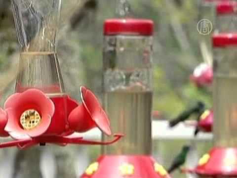 Сад колумбийки облюбовали колибри