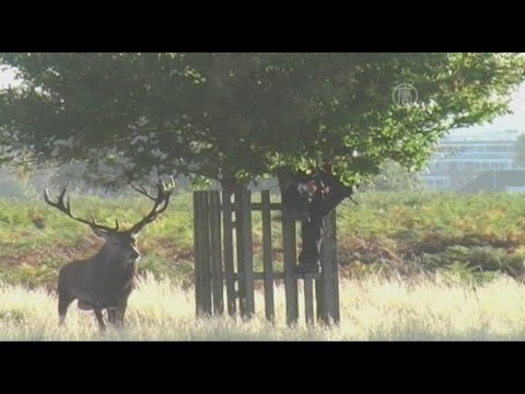 Разъяренный олень загнал британца на дерево