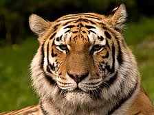 Индийский суд разрешил туристам посещать зоны обитания тигров