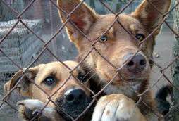 В России правительство области обязали отловить всех бездомных собак до конца года