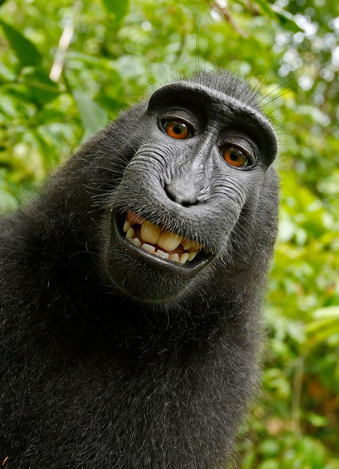 Кому принадлежат авторские права на селфи-снимки, сделанные приматом?