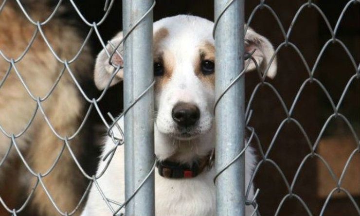 Мучителей животных ждет тюрьма: принят закон