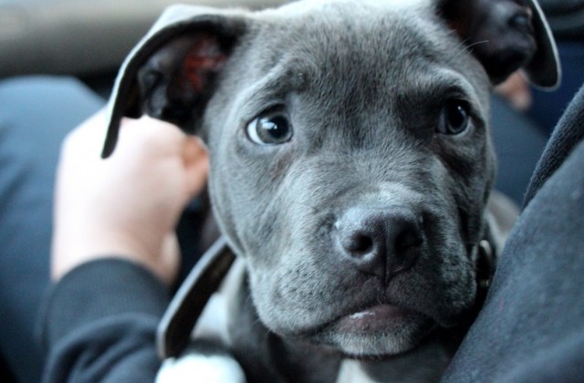 За жестокое обращение с животными усилят наказание