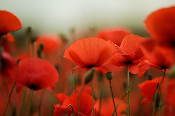 На кримську пенсіонерку завели кримінальну справу за вирощування квітів