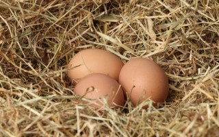 Ядовитые яйца из Европы: киевлянам сделали важное сообщение
