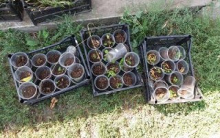 В Одесской и Николаевской областях разоблачена ОПГ