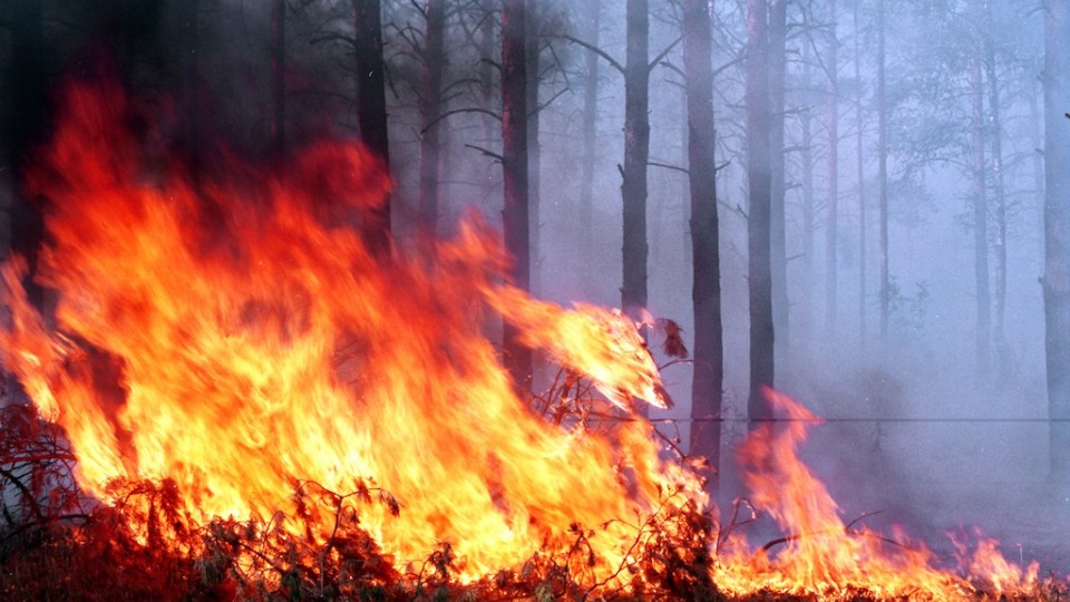 Киевлян предупредили о сильном ветре и риске пожаров