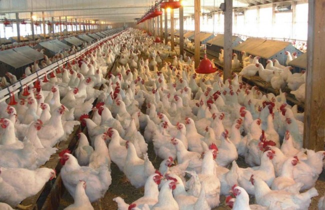 Мясо птицы продолжает дорожать: названы причины