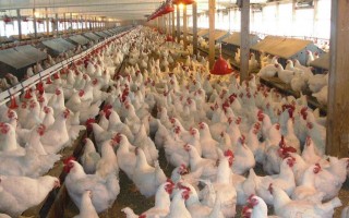Мясо птицы продолжает дорожать: названы причины